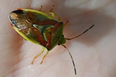 <i>Elasmostethus interstinctus</i>