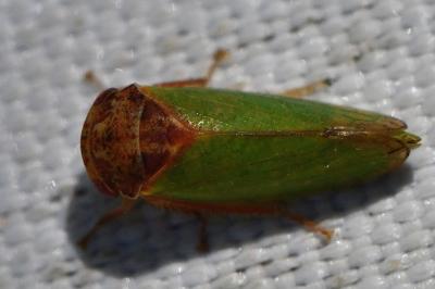 <i>Iassus lanio</i>