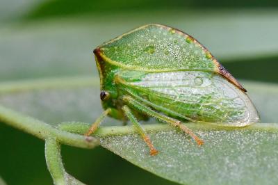 <i>Stictocephala alta</i>
