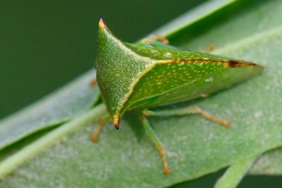 <i>Stictocephala alta</i>