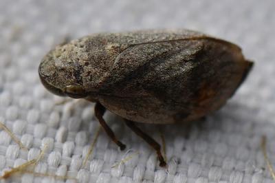 <i>Lepyronia coleoptrata</i>