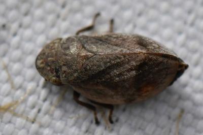 <i>Lepyronia coleoptrata</i>