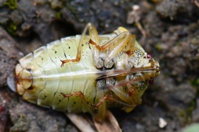 <i>Elasmucha grisea</i>