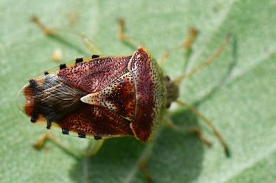 <i>Elasmucha grisea</i>