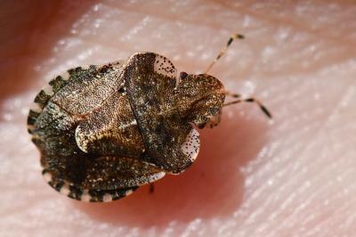 <i>Dyroderes umbraculatus</i>