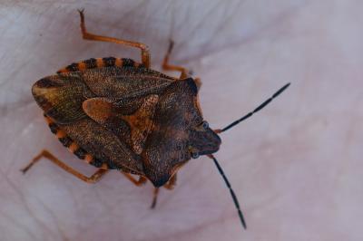 <i>Carpocoris purpureipennis</i>