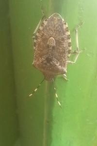 <i>Rhaphigaster nebulosa</i>