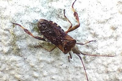 <i>Leptoglossus occidentalis</i>
