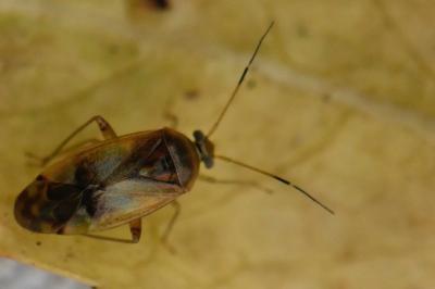 <i>Pinalitus cervinus</i>