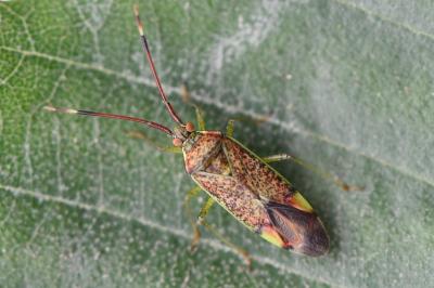 <i>Pantilius tunicatus</i>