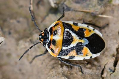 <i>Eurydema ornata</i>