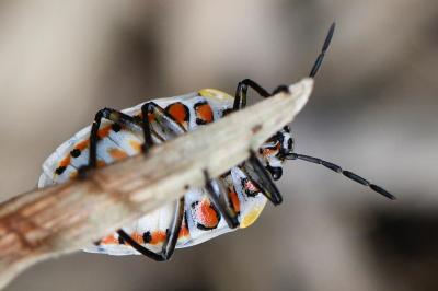 Eurydema ornata