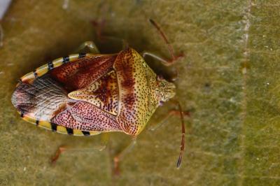 <i>Elasmucha grisea</i>