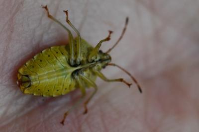 <i>Elasmucha grisea</i>