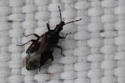 <i>Temnostethus pusillus</i>