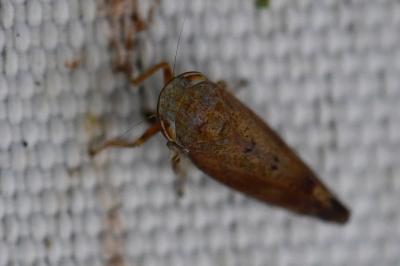 <i>Fieberiella florii</i>