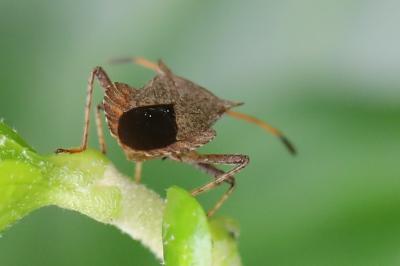 <i>Coreus marginatus</i>