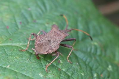 <i>Coreus marginatus</i>
