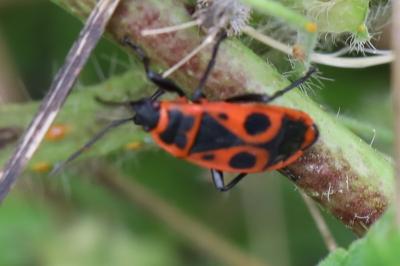 <i>Pyrrhocoris apterus</i>