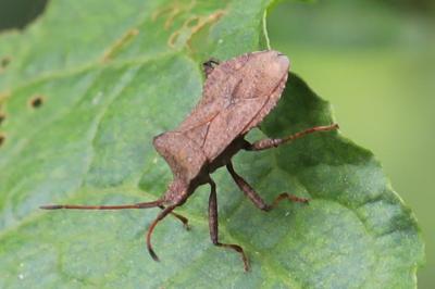 <i>Coreus marginatus</i>