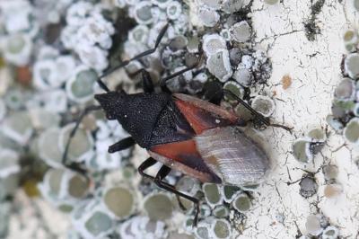 <i>Oxycarenus lavaterae</i>