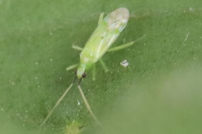 <i>Macrolophus</i>