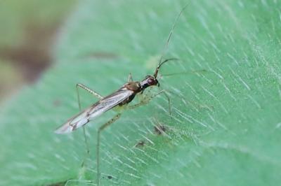 <i>Dicyphus</i>