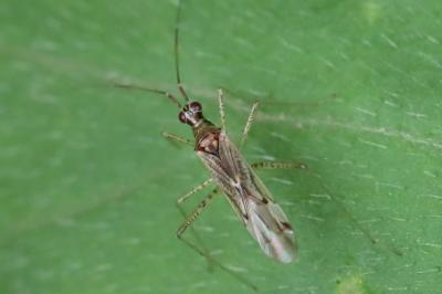 <i>Dicyphus</i>