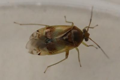 <i>Pinalitus cervinus</i>