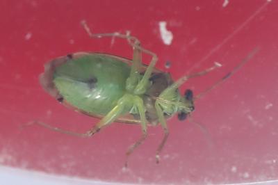 <i>Pinalitus cervinus</i>