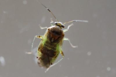 <i>Pinalitus cervinus</i>