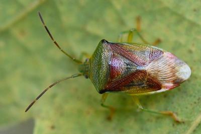 <i>Elasmostethus interstinctus</i>