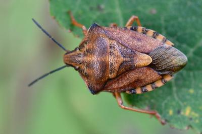 <i>Carpocoris purpureipennis</i>