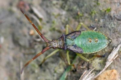 <i>Gonocerus acuteangulatus</i>