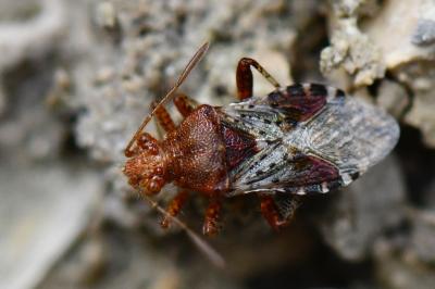 Rhopalus subrufus