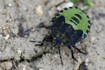 <i>Palomena prasina</i>