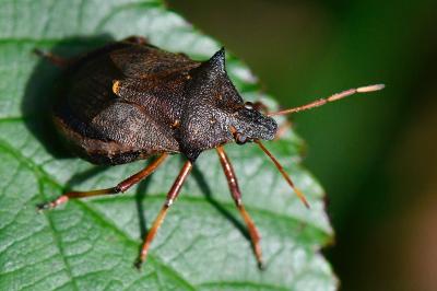 <i>Picromerus bidens</i>