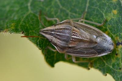 <i>Aelia acuminata</i>