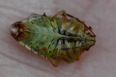 <i>Elasmucha grisea</i>