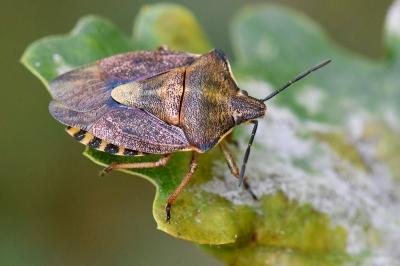 <i>Carpocoris purpureipennis</i>