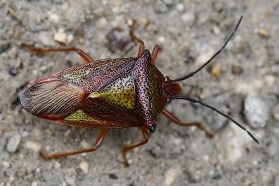 <i>Acanthosoma haemorrhoidale</i>