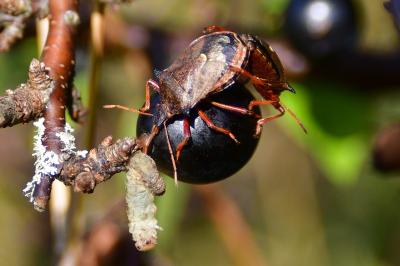 <i>Picromerus bidens</i>
