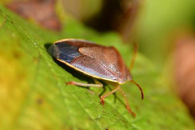 <i>Piezodorus lituratus</i>