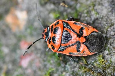 <i>Eurydema ornata</i>