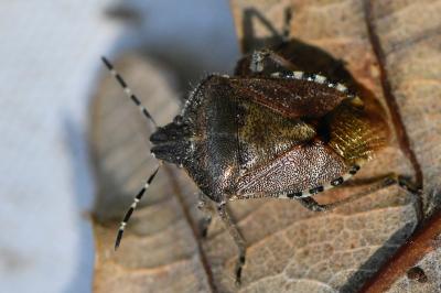 <i>Dolycoris baccarum</i>