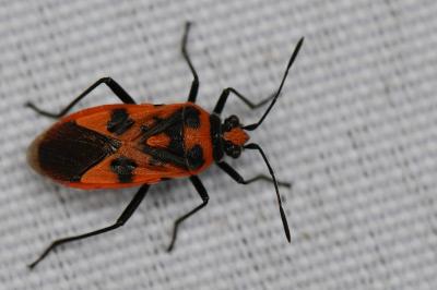 <i>Corizus hyoscyami</i>