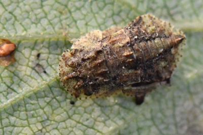 <i>Ledra aurita</i>