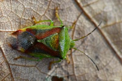 <i>Elasmostethus interstinctus</i>