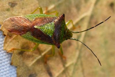<i>Acanthosoma haemorrhoidale</i>