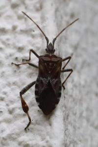 <i>Leptoglossus occidentalis</i>